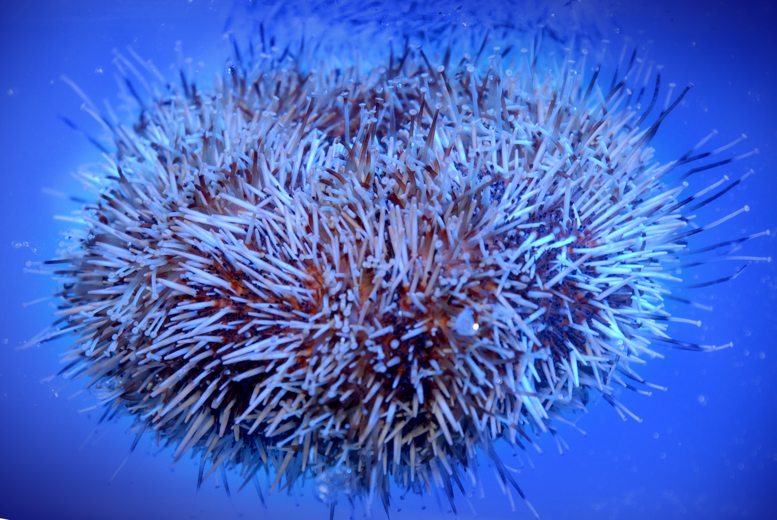 Environmental ecotoxicology laboratory