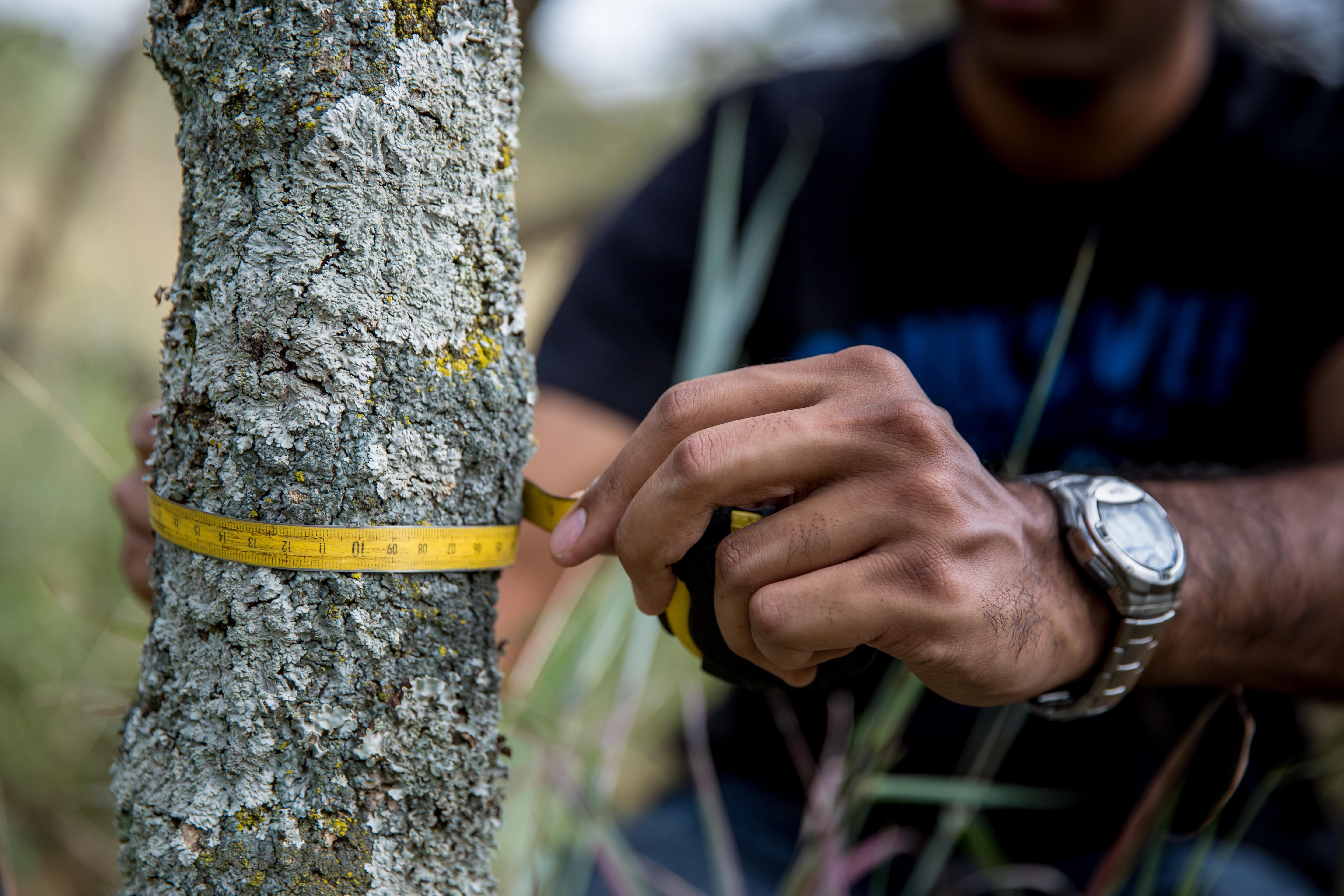 Person measuring a tree