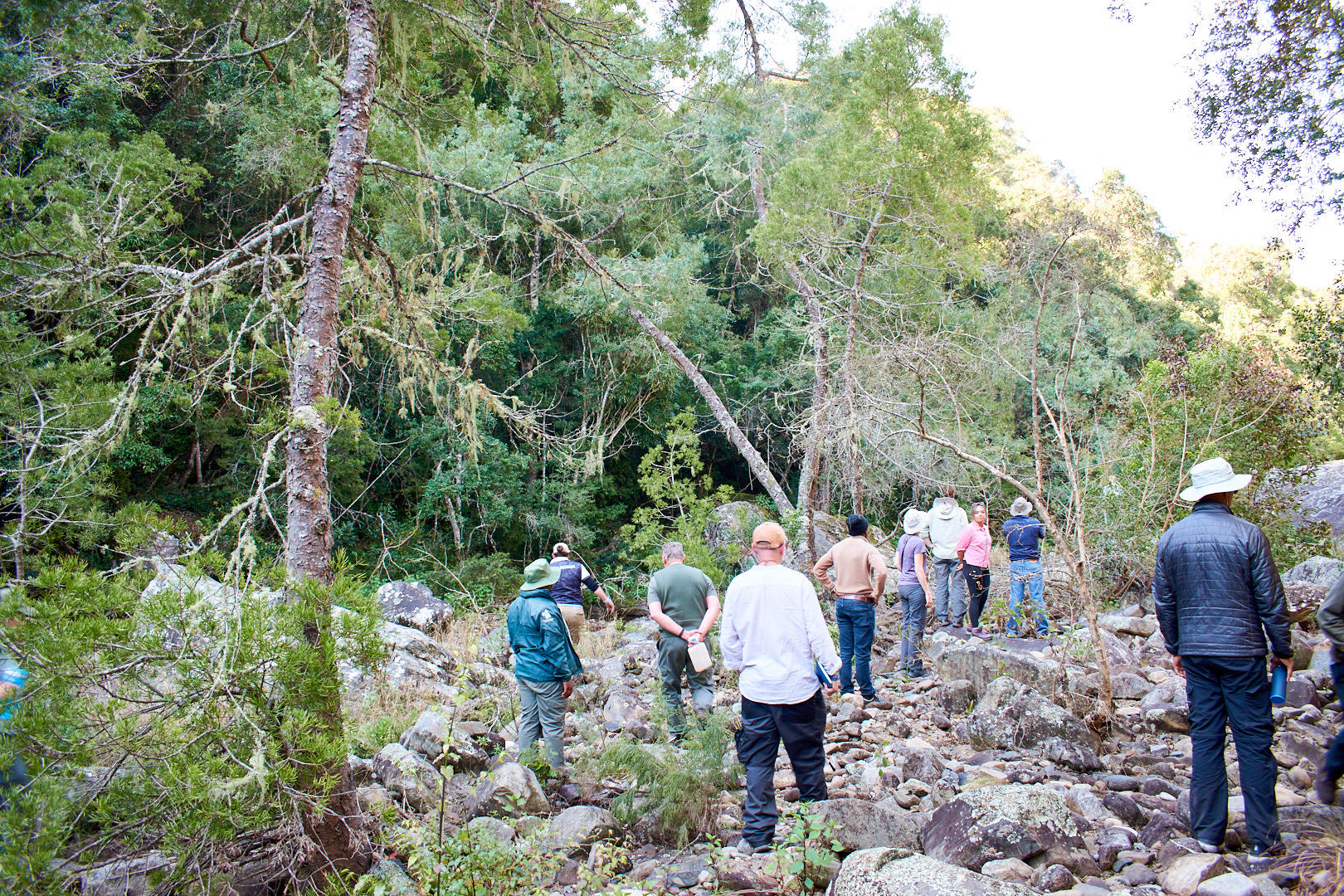 Restore nature to earn carbon credits