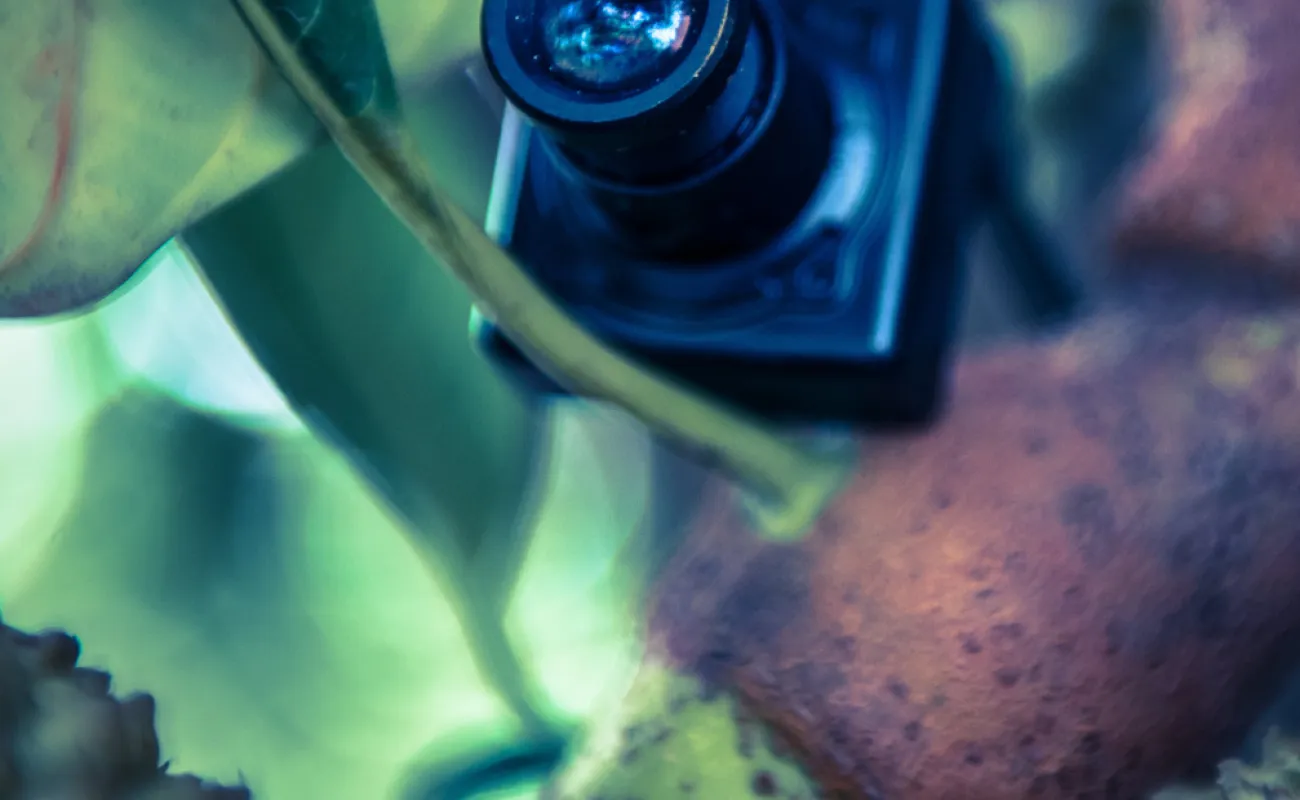 Camera hidden in tree