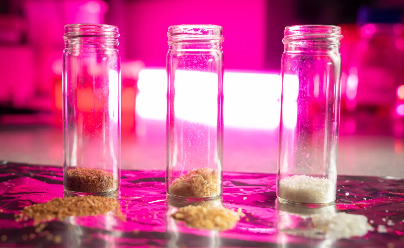 Can we turn prawn shells into firefighter gear?